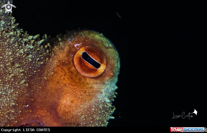 A Octopus 
