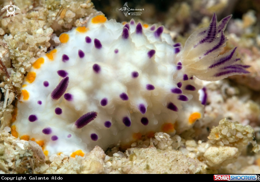 A Nudibranch
