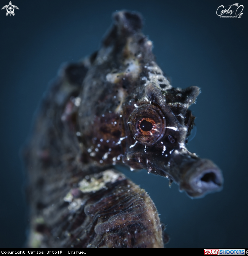 A Seahorse