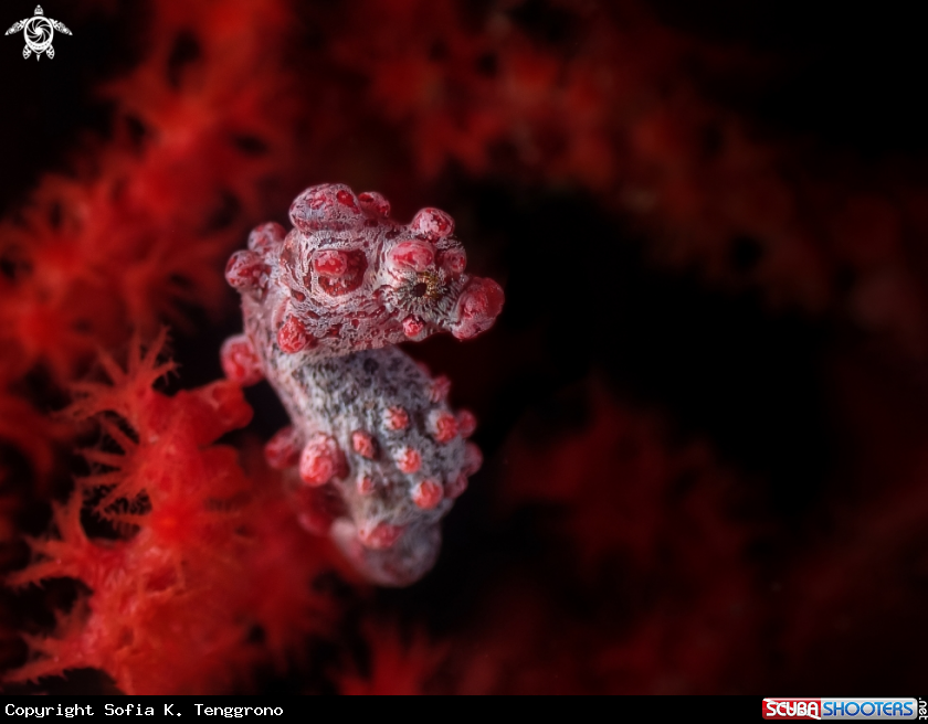 A Pygmy seahorse
