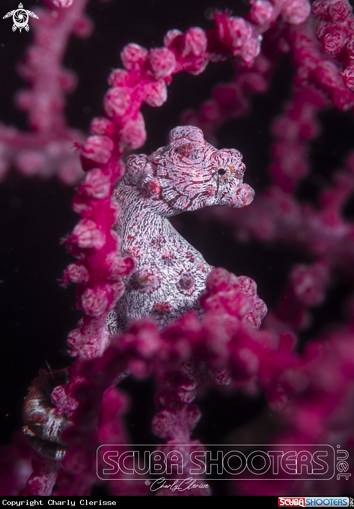 A Bargibanti Pigmy Seahorse