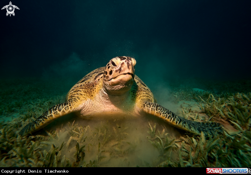 A TURTLE