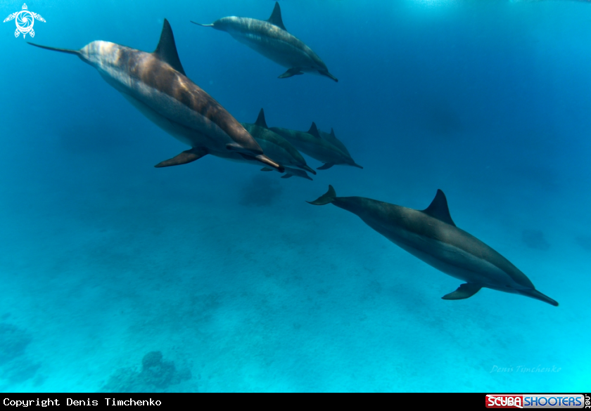 A DOLPHIN