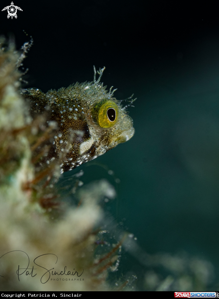 A Spinyhead Blenny
