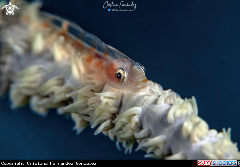 A Whip coral goby