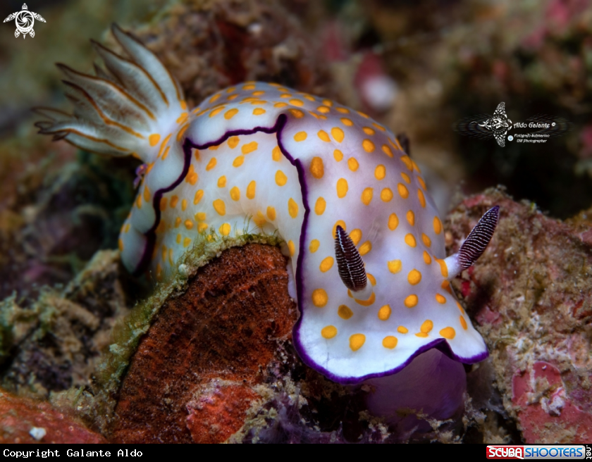 A Nudibranch