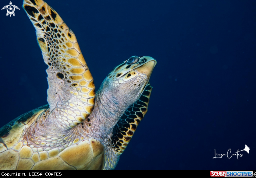 A Green Sea Turtle