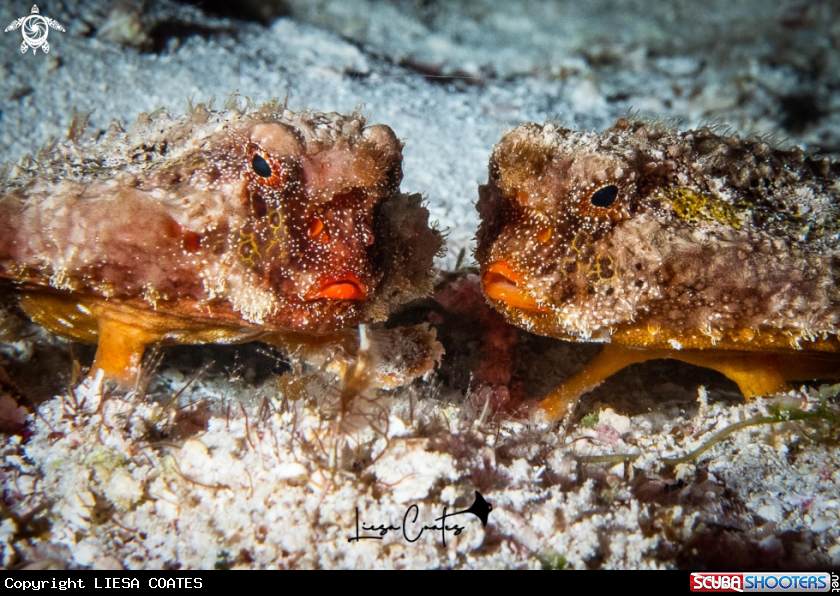 A Roughback Batfish