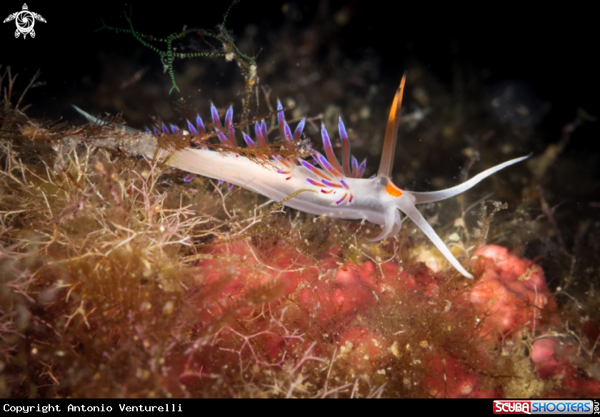 A Cratena peregrina nudibranch