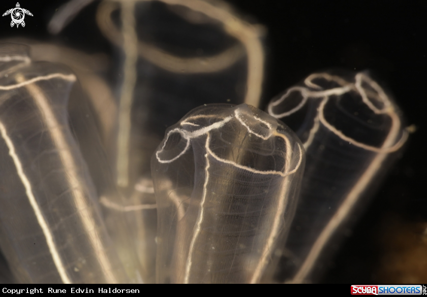 A Sea squirt
