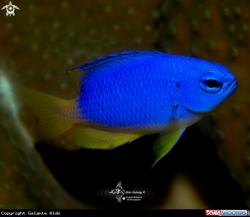 A Goldbelly Damselfish