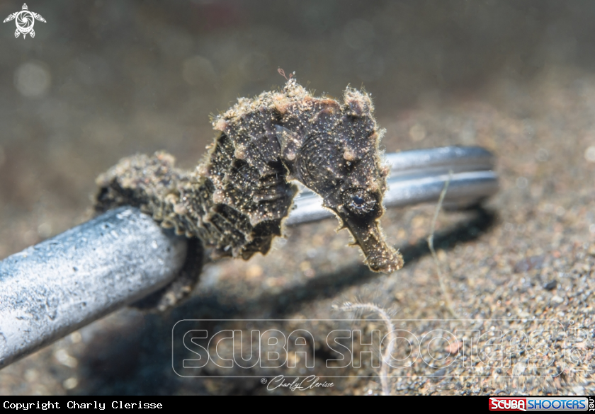 A Common Seahorse
