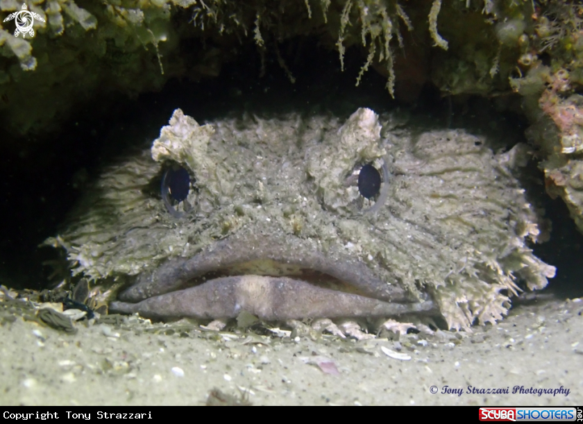 A Eastern Frogfish