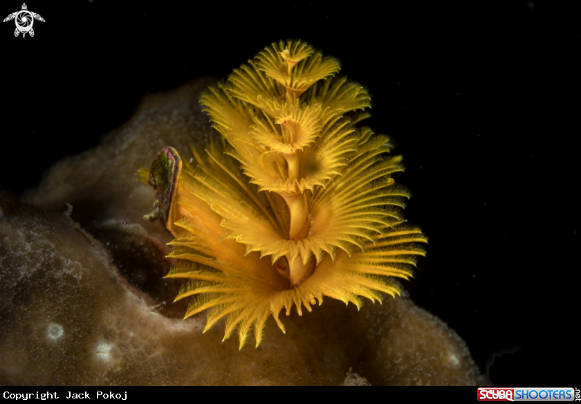 A Christmas Tree worm