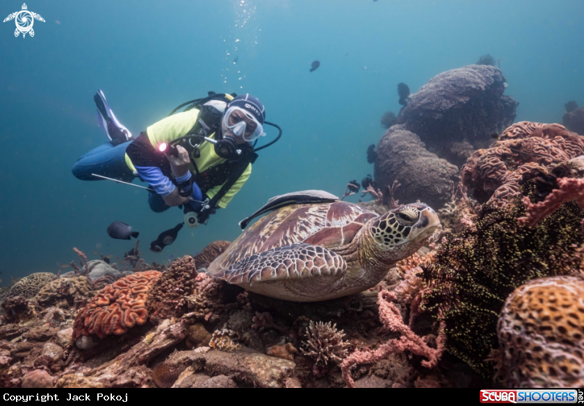 A Green Sea Turtle