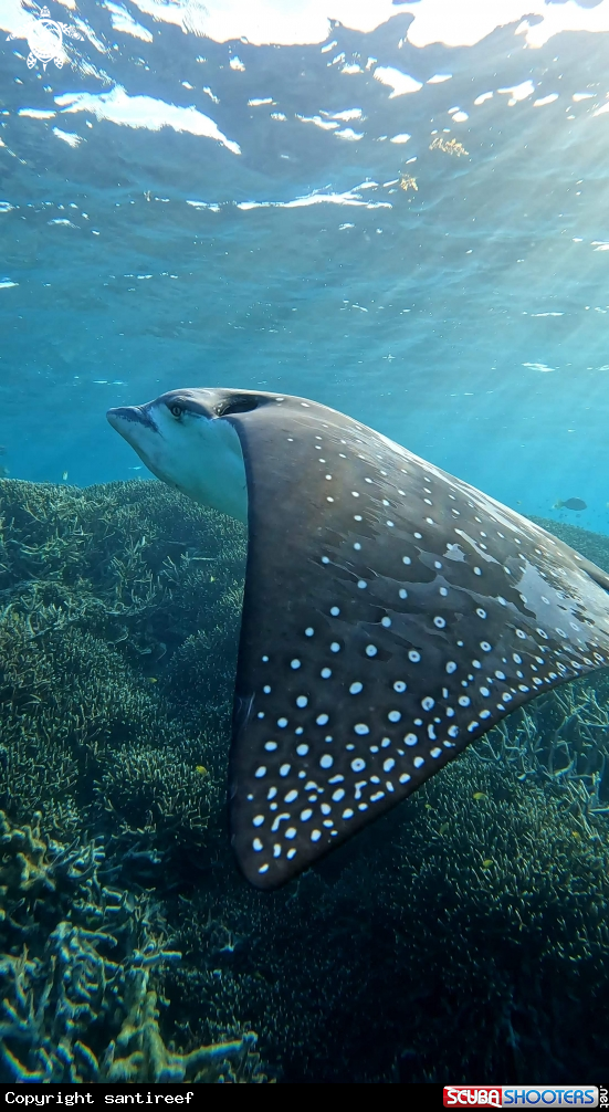 A Eagle ray