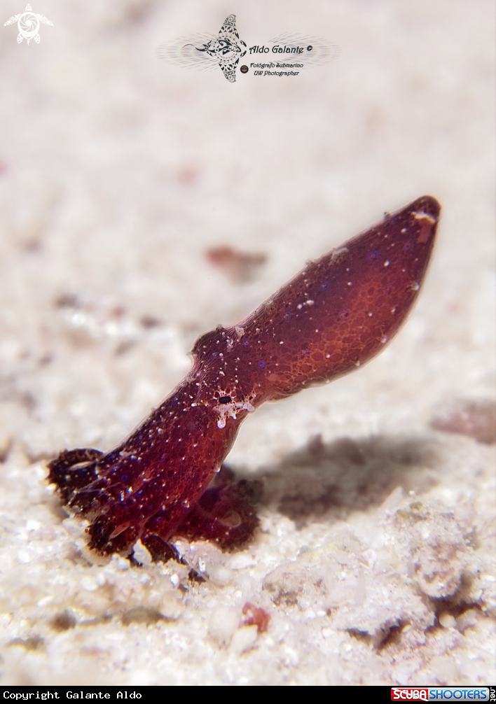 A Blue Ring Octopus Juvenil