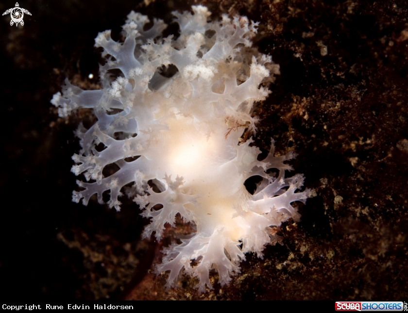 A Dendronotus frondosus