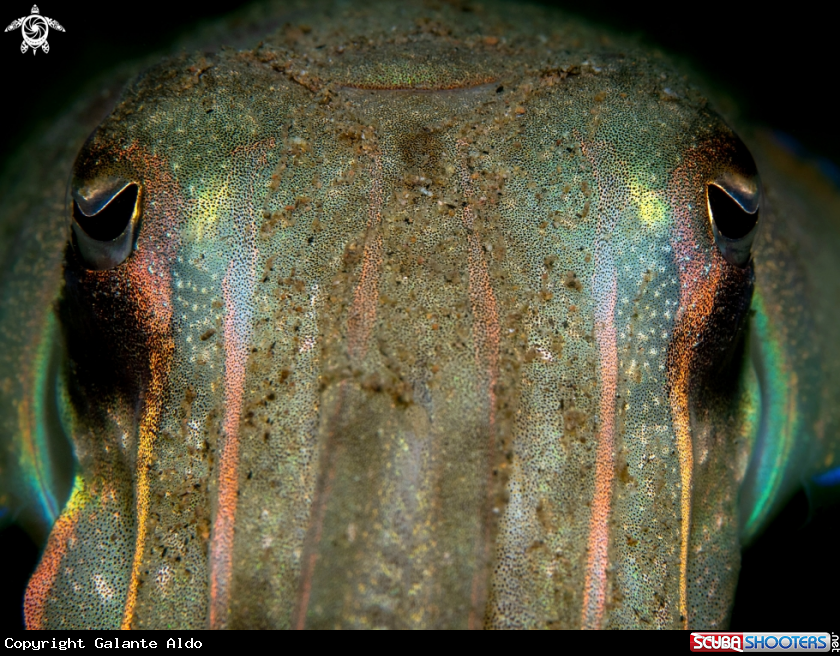 A Cuttlefish