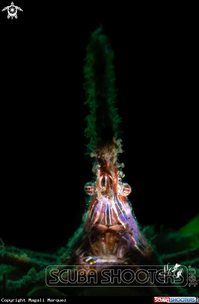 A Arrow crab 