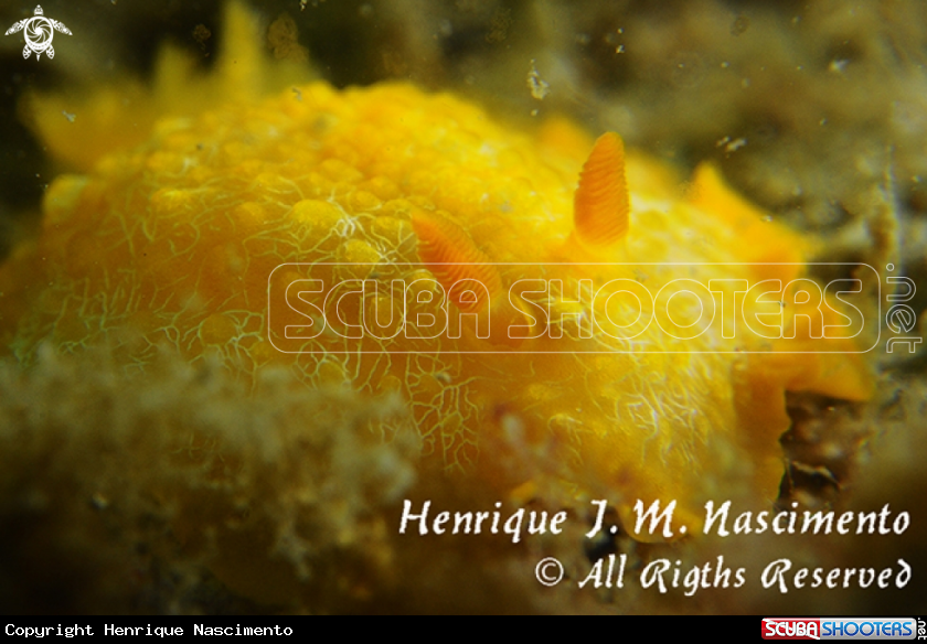 A Nudi