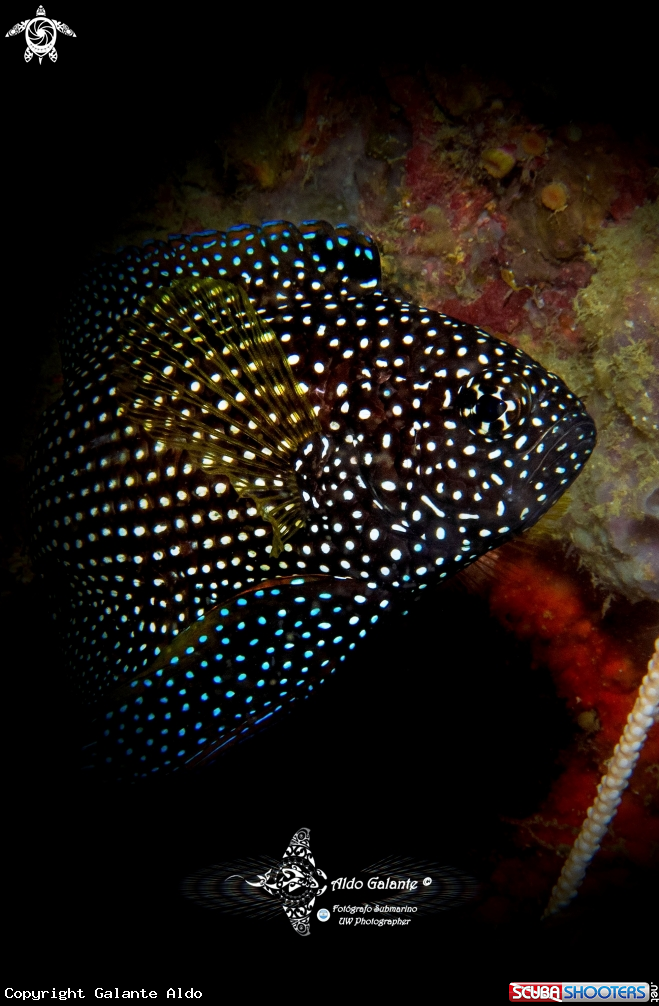 A Comet Fish