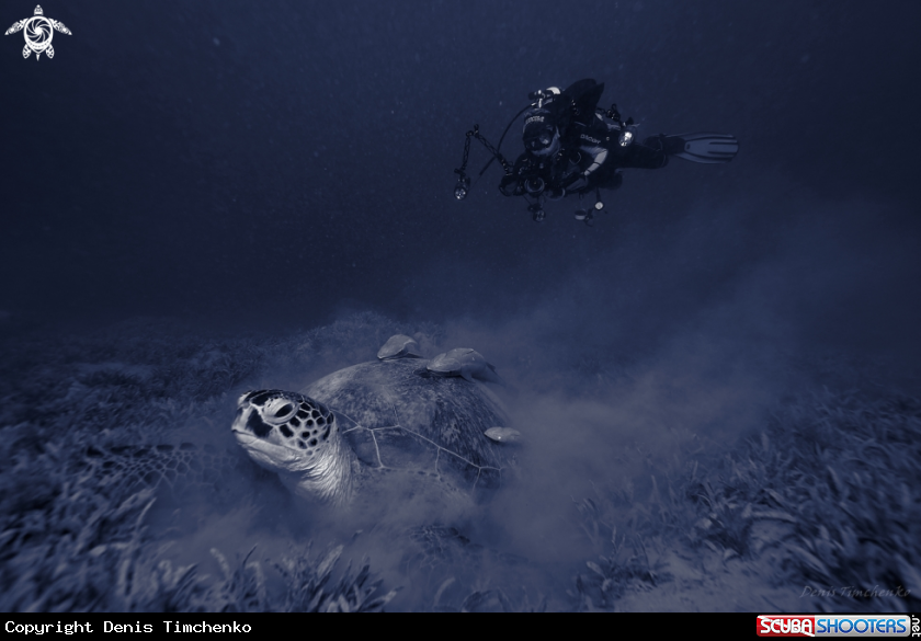 A DIVER