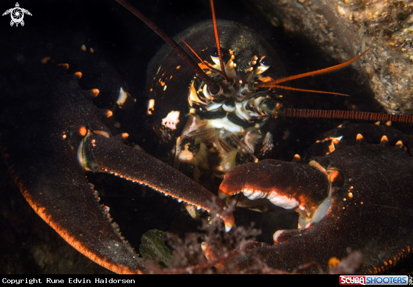 A Homarus gammarus