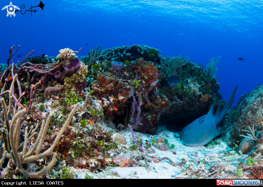 A Nurse Shark