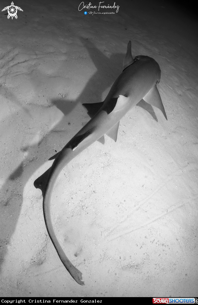 A Nurse shark