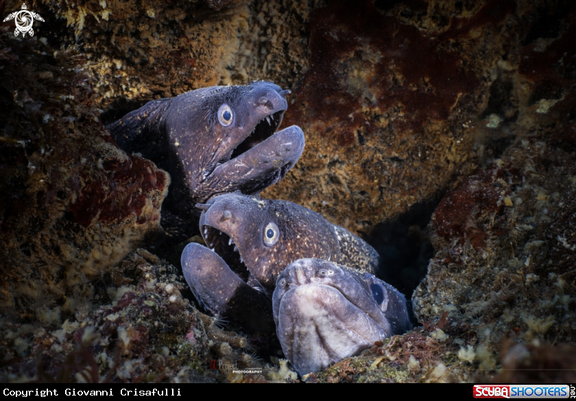 A Muraena helena Linnaeus