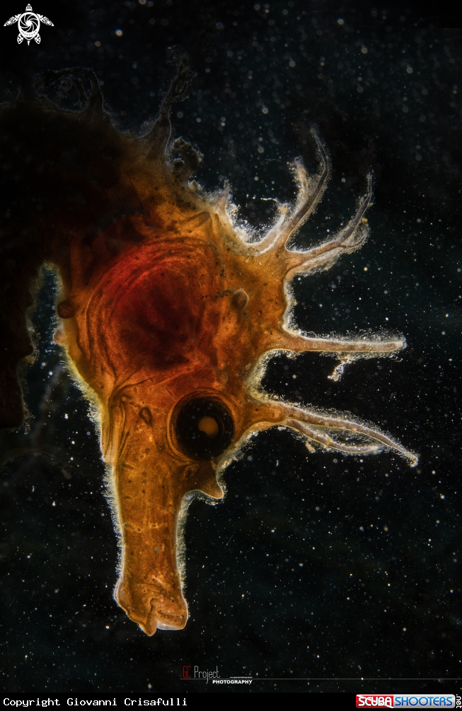 A Hippocampus Rafinesque