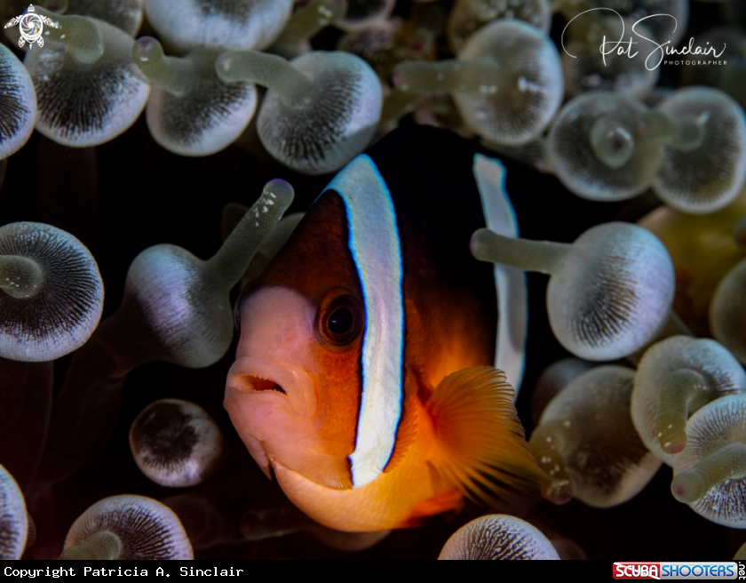 A Anemone fish