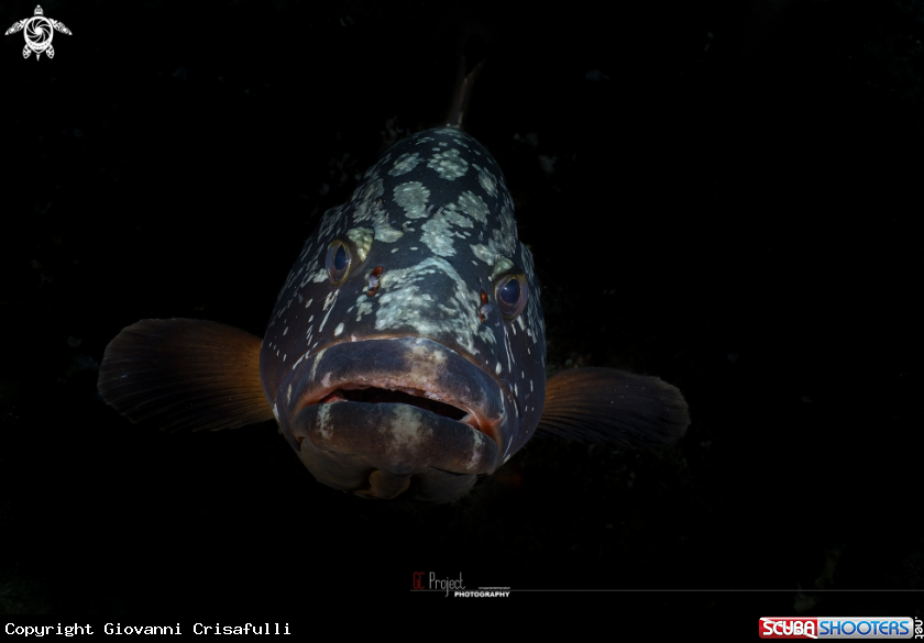 A Epinephelus marginatus