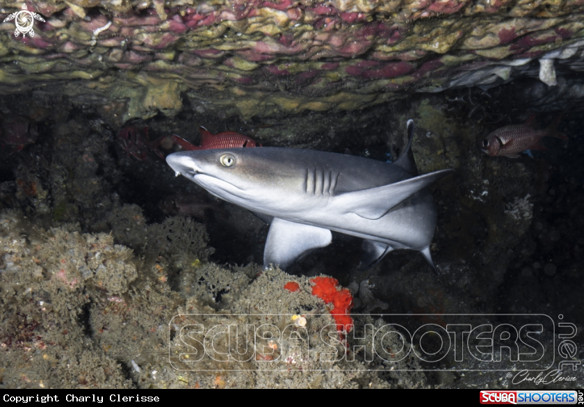 A Whitetip Reef Shark