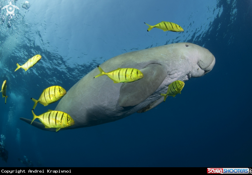 A Dugong