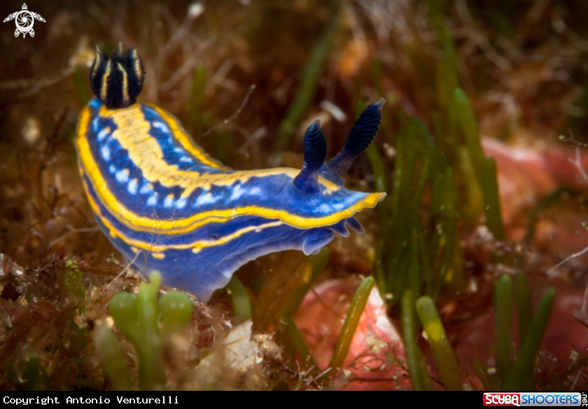 A Tricolor nudibranch