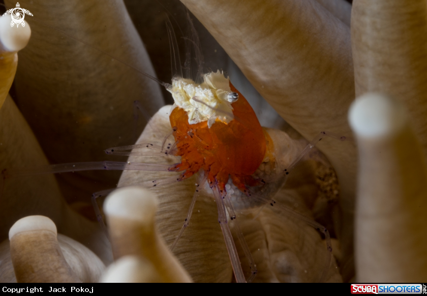 A Popcorn shrimp