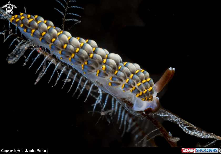 A Trinchesia sp. 