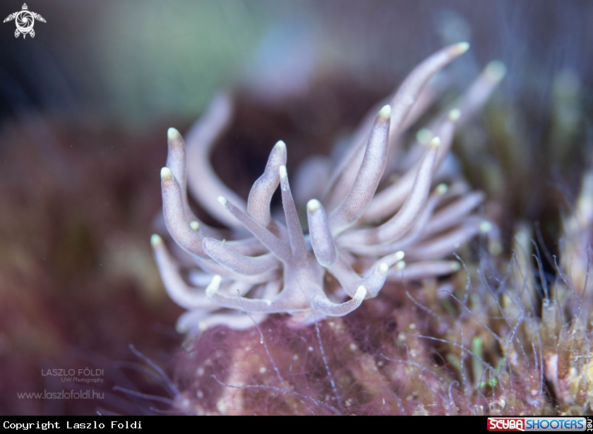 A Phyllodesmium briareum