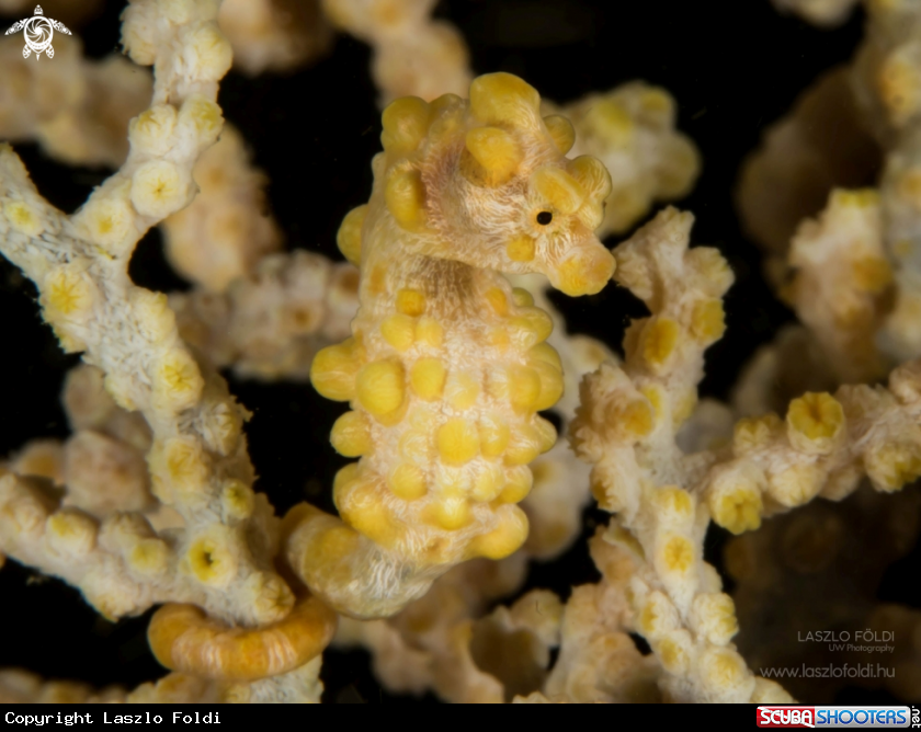 A Hippocampus bargibanti