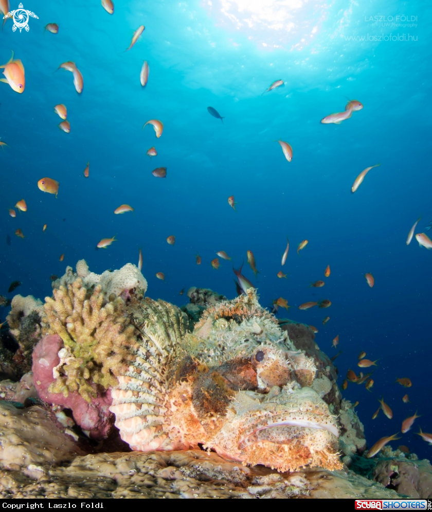 A Scorpionfish 