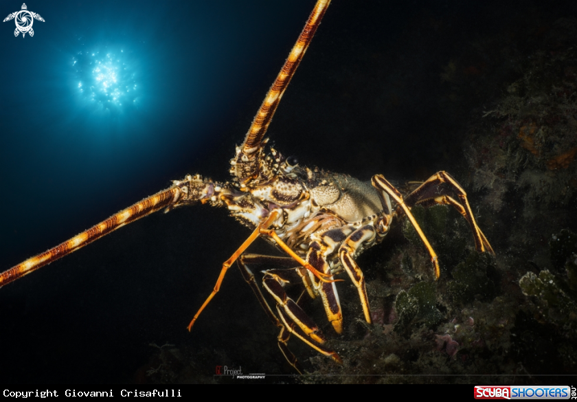 A Palinurus elephas Fabricius