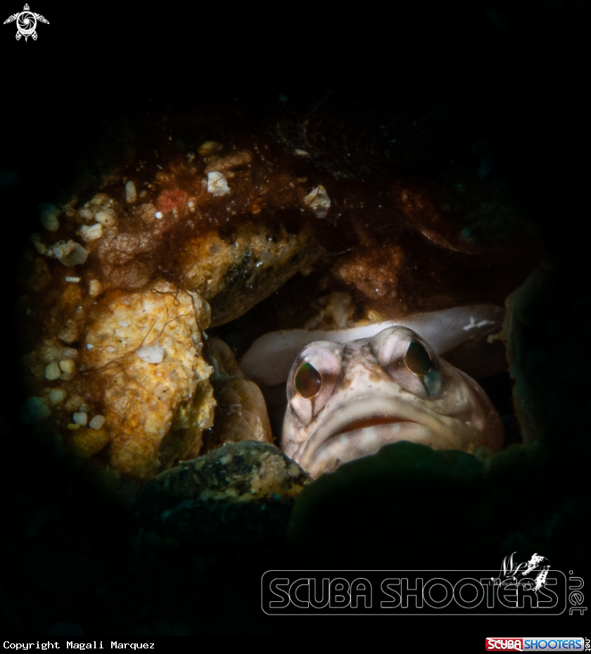 A Jawfish 