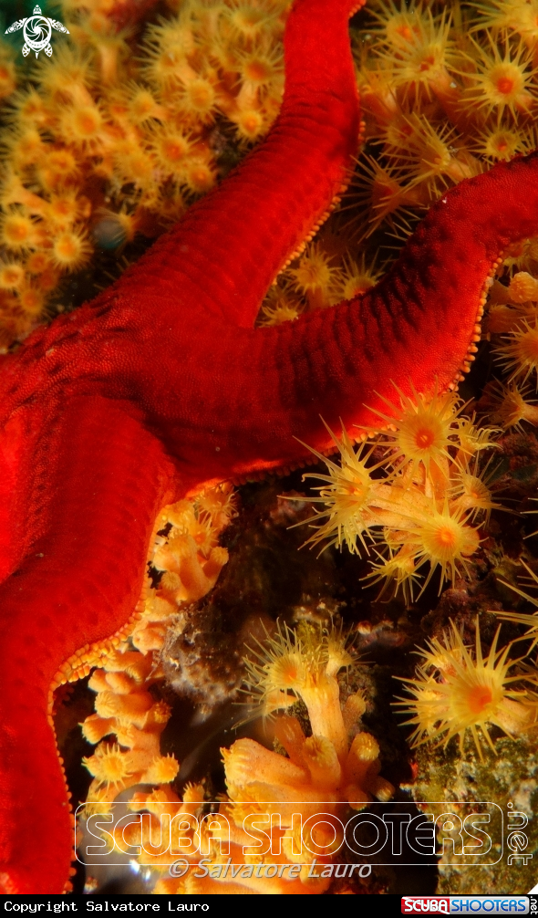 A OPHIDIASTER OPHIDIANUS