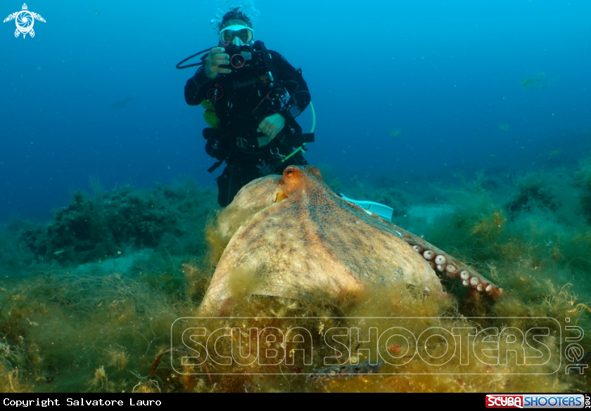 A Octopus vulgaris