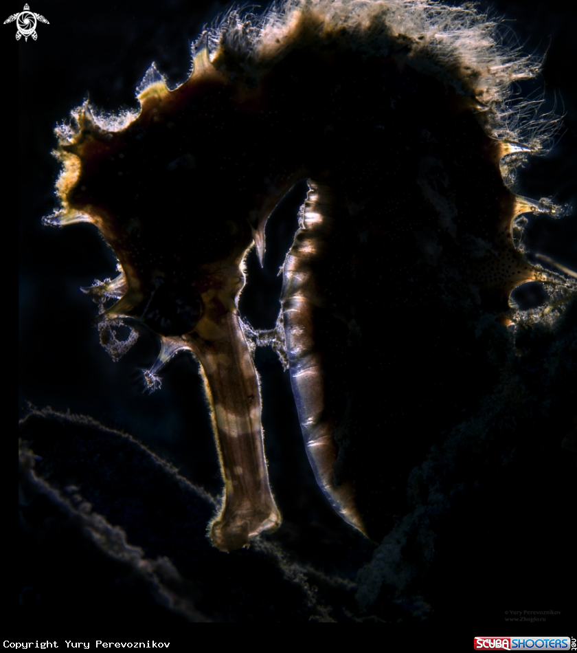 A Shadow