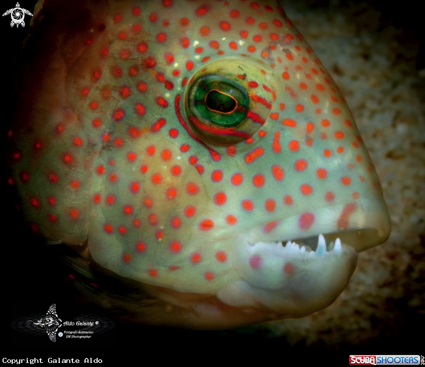 A Tripletail Wrasse
