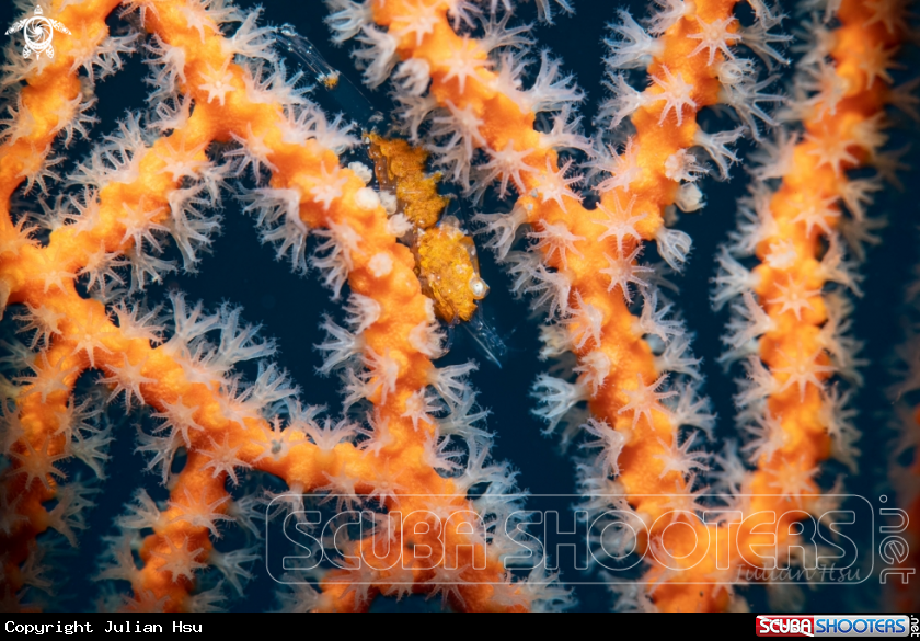 A Gorgonian shrimp