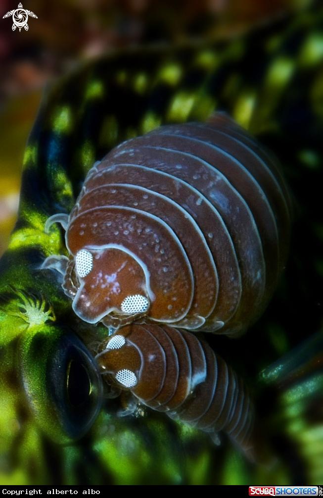 A Piojo parasito (Anilocra Physoides)
